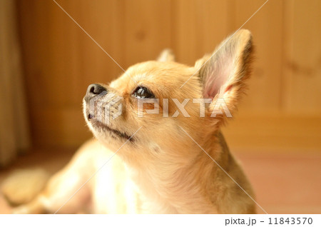 チワワ 犬 涙 泣くの写真素材