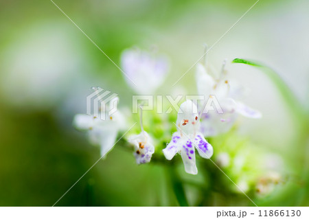 花 マウンテンミント 植物 ハーブの写真素材