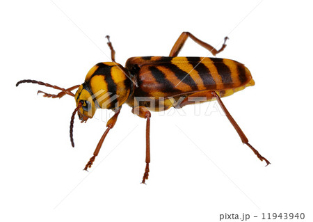 ベイツ型擬態 擬態 カミキリムシの写真素材