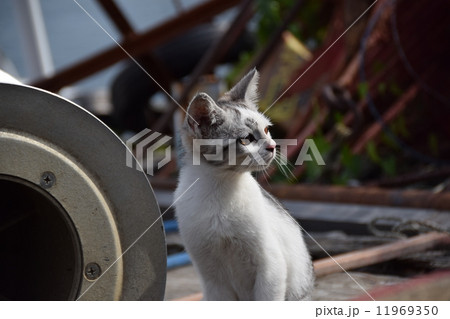 猫 沖島 動物 琵琶湖の写真素材