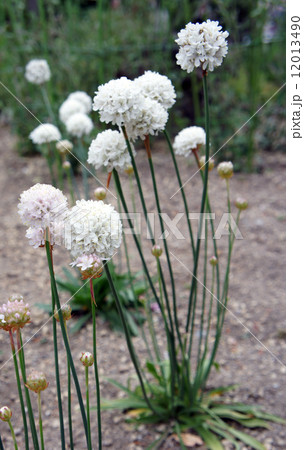 植物 アルメリア 多年草 白色の花の写真素材