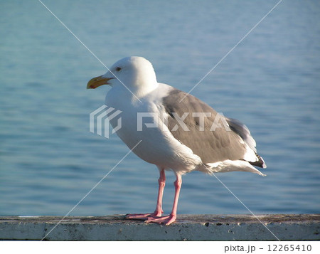 Grace 海鳥 かわいいの写真素材