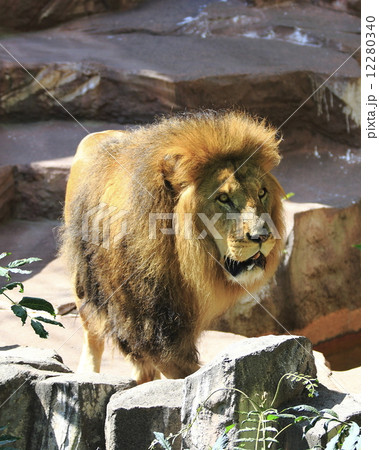 ライオン 猛獣 百獣の王 遠吠えの写真素材
