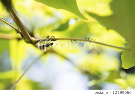 相利共生 昆虫の写真素材