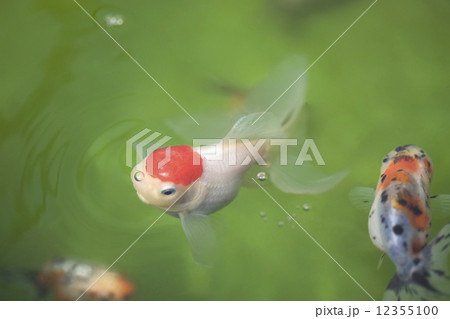 金魚 タンチョウ 丹頂 魚の写真素材