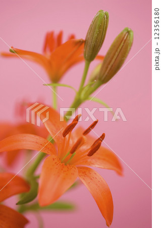 ヒメユリ 花の写真素材 Pixta