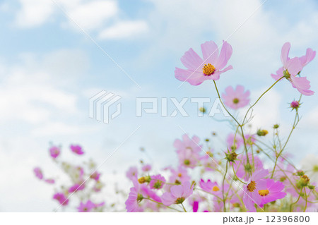 コスモス 秋桜 秋 10月の写真素材 - PIXTA コスモス 秋桜 秋 10月の写真素材 - PIXTA