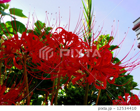 極楽草 緑色 お盆 夏の写真素材