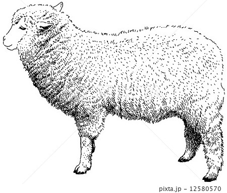 未 動物 羊 畜産のイラスト素材
