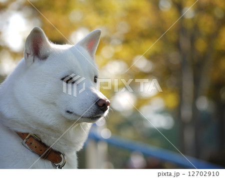 北海道犬 白い犬の写真素材