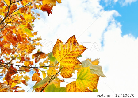 ユリノキ 黄葉 ゆりのき 葉の写真素材