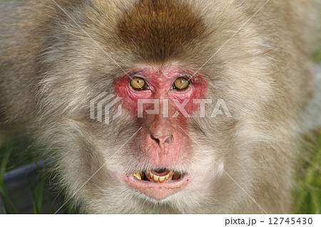 怒る ニホンザル 猿 威嚇の写真素材