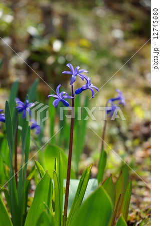 花言葉悲しみを超えた愛の写真素材