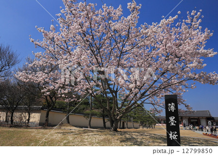 薄墨桜の写真素材 - PIXTA