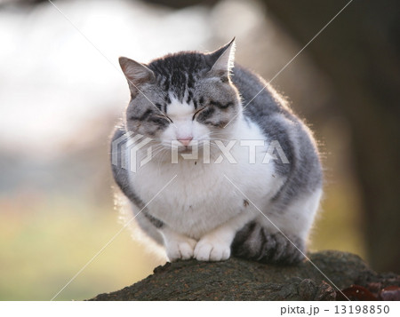 縮こまる 野生 猫 寒いの写真素材