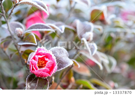 ツバキ 椿 霜 冬の写真素材 - PIXTA