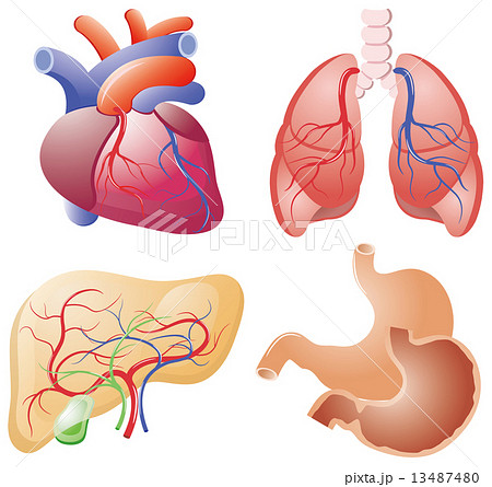 肝臓 内臓 ベクター 血管のイラスト素材