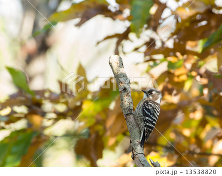 コゲラ 可愛い とまる キツツキ科の写真素材