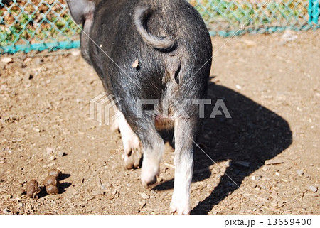 うんち ぶた おしり 豚の写真素材