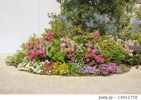 混栽 低木の写真素材