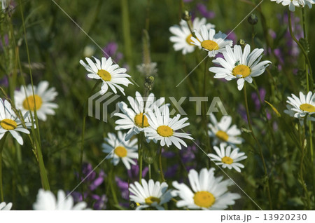 ジョチュウギクの写真素材