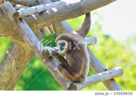 テナガ猿 手長 手長猿の写真素材