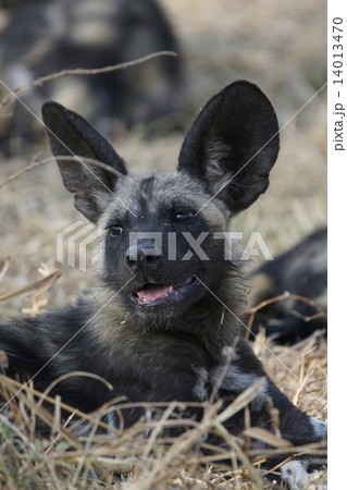 リカオン 野生動物 ワイルドドッグ イヌ科の写真素材