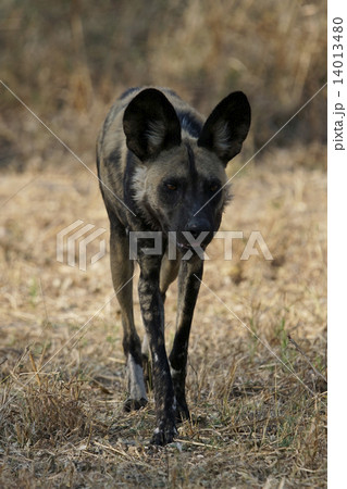 リカオン 野生動物 ボツワナ ワイルドドッグの写真素材