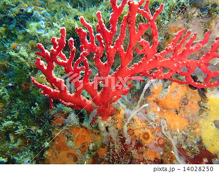 アクセサリー赤珊瑚