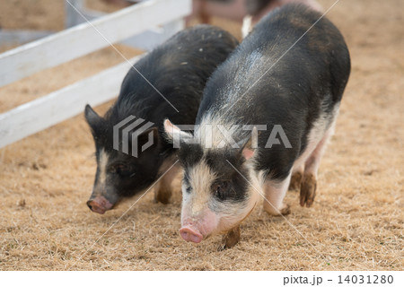 ポットベリーピッグの写真素材