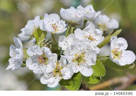 ラフランスの花の写真素材