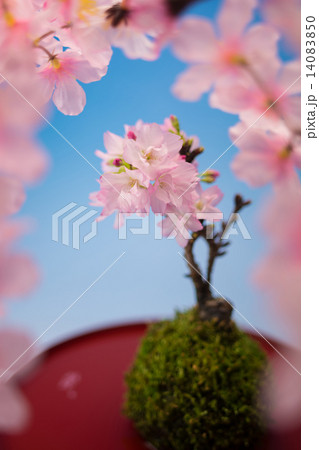 桜盆栽の写真素材 桜盆栽の写真素材