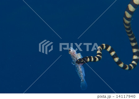 クロガシラウミヘビの写真素材
