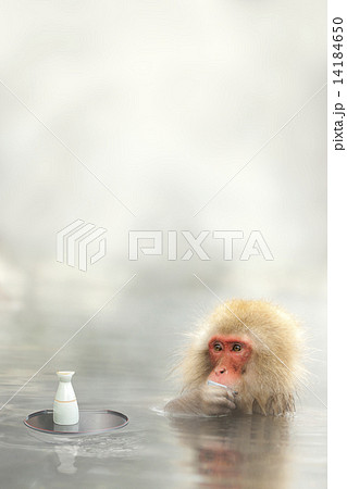 飲酒 猿 温泉 酒の写真素材 飲酒 猿 温泉 酒の写真素材