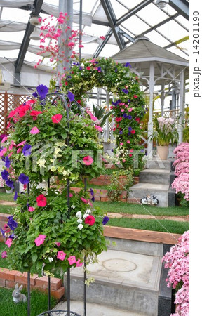 温室 ペチュニア 花 プランターの写真素材 温室 ペチュニア 花 プランターの写真素材