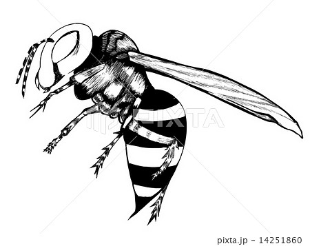 Hornet 白黒 蜂の写真素材
