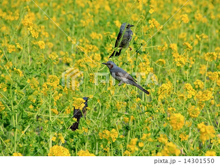 ツムギ 鳥の写真素材