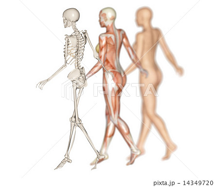 人物 後姿 筋肉 裸のイラスト素材