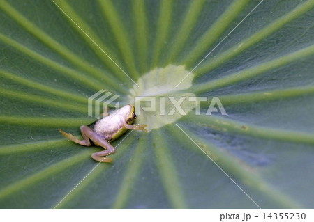 ひっくりカエルの写真素材