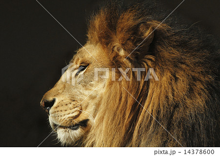 ライオン 顔 雄 横顔の写真素材