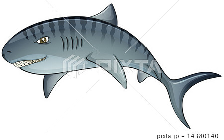 タイガーシャークのイラスト素材