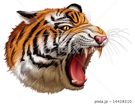 タイガー トラ 虎 吠えるのイラスト素材