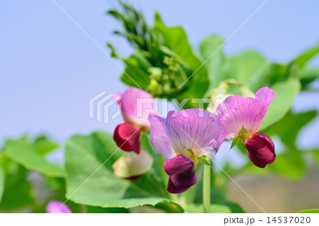 さやえんどうの花の写真素材