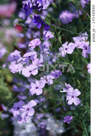 ビスカリア 花 植物 春の写真素材