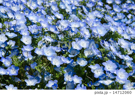 ネモフィラ 花 壁紙 ブルーの写真素材