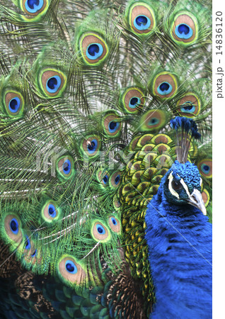 孔雀 多摩動物公園 オスの孔雀 美しい羽根の写真素材