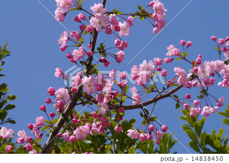 海棠桜 桜 かいどうざくら カイドウザクラの写真素材