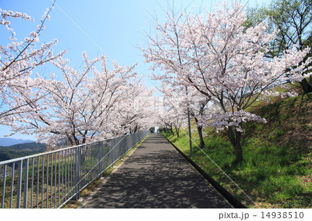 桜並木 桜 花 坂道の写真素材