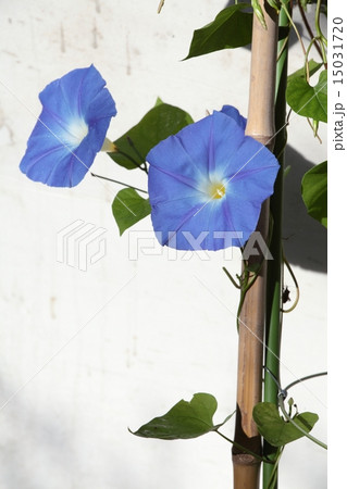 竹支柱の写真素材