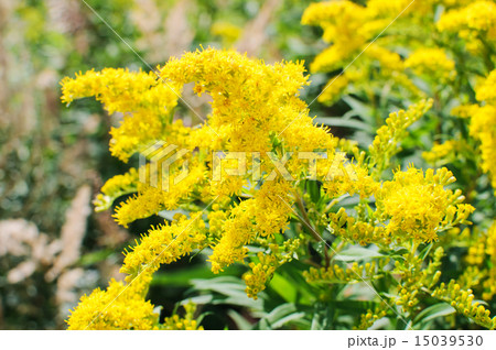 ソリダコ 花の写真素材 Pixta